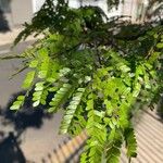 Caesalpinia pluviosa Leaf