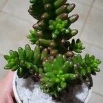 Sedum × rubrotinctum Deilen