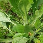 Plantago virginica Blatt