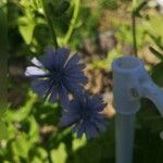 Cichorium endivia Fleur