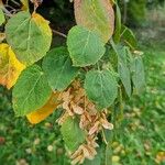 Acer davidii Ліст