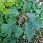 Euphorbia pulcherrima Leaf