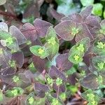 Euphorbia dulcis Folha