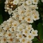 Spiraea × vanhouttei Õis