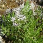 Drypis spinosa Mosusu