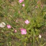 Oenothera rosea 形态