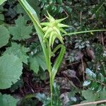 Carex grayi Fruto