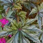 Begonia aconitifolia List