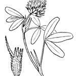 Trifolium squarrosum Other