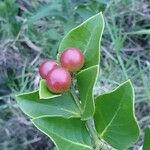 Carissa spinarum Fruit