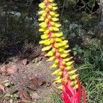 Aechmea nudicaulis Kvet