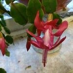 Schlumbergera bridgesii Flor