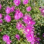 Delosperma cooperi Habit