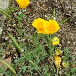 Papaver commutatum Flower