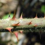 Rubus adscitus Bark