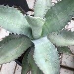 Agave asperrima Leaf