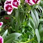 Dianthus barbatus موطن