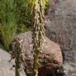 Kniphofia ritualis Otro