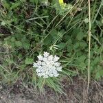 Daucus pusillus Flor