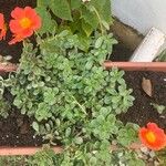 Portulaca umbraticolaКветка