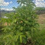 Senna pistaciifolia Habit