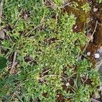 Cerastium semidecandrum Habit