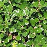 Quercus phillyreoides Folha