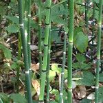 Equisetum laevigatum বাকল