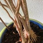 Dracaena reflexa кора