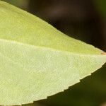 Myoporum laetum Blad