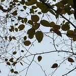 Betula maximowicziana Leaf