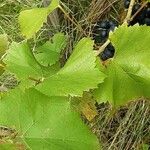 Vitis vinifera برگ