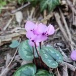 Cyclamen coum Цветок