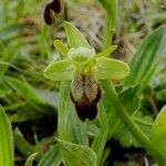 Ophrys lupercalis Mosusu
