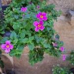 Sutera cordata Hábito