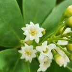 Jacquinia arborea Virág