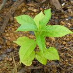 Tectona grandis Leaf