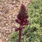 Orobanche foetida Cvet