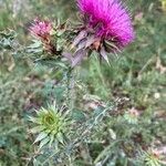 Carduus nutans Flower