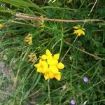 Lotus corniculatus Fiore