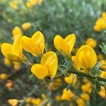 Cytisus oromediterraneus Floare