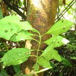 Psychotria gilletii Bark
