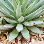 Agave macroacantha Ліст