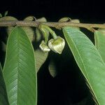 Annona paludosa ഫലം