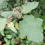 Solanum torvum Leaf