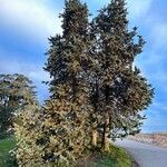 Cupressus goveniana Habit