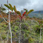 Cunonia macrophylla Φύλλο