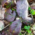 Rubus macrophyllus Blad