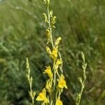 Linaria genistifolia Цвят