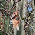 Acer davidii Ffrwyth